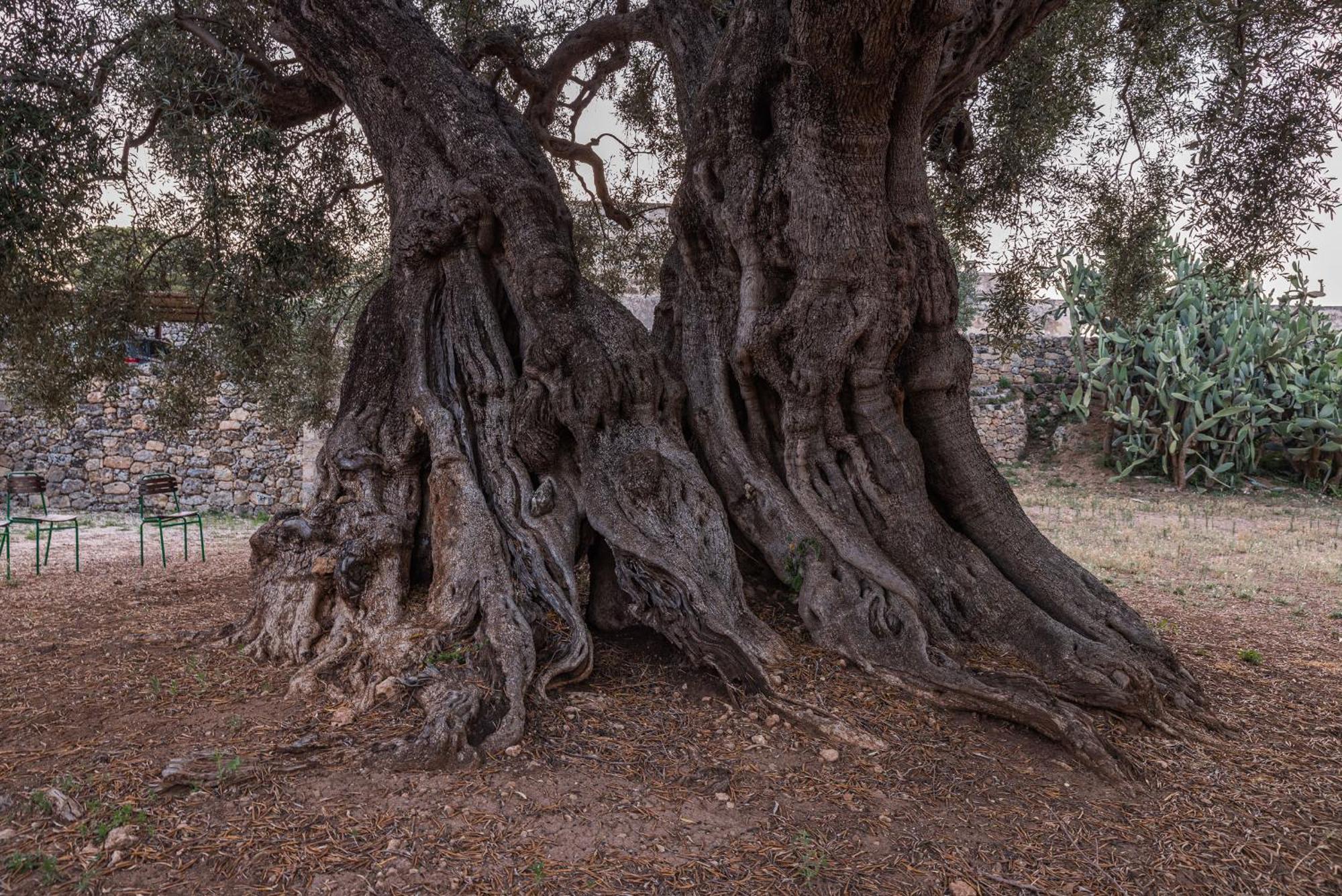 Masseria Torrelonga Vakantieboerderij Fasano