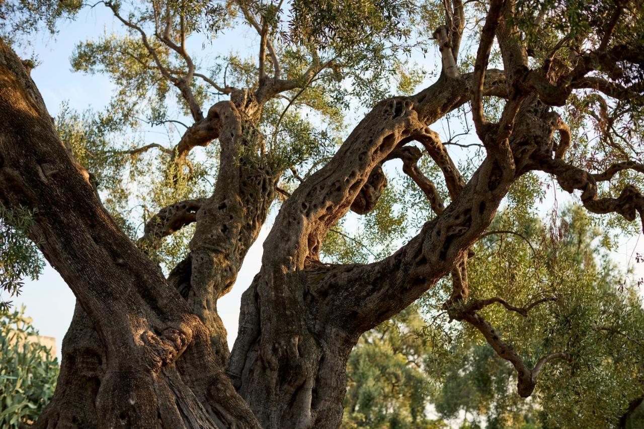 Masseria Torrelonga Farm stay