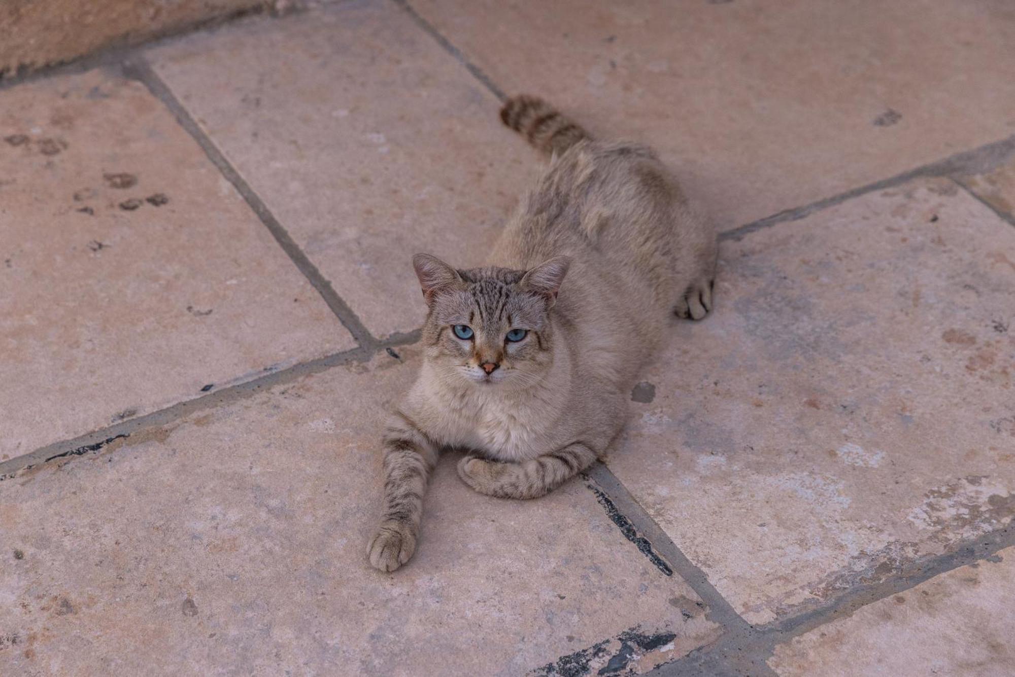 Masseria Torrelonga Farm stay *